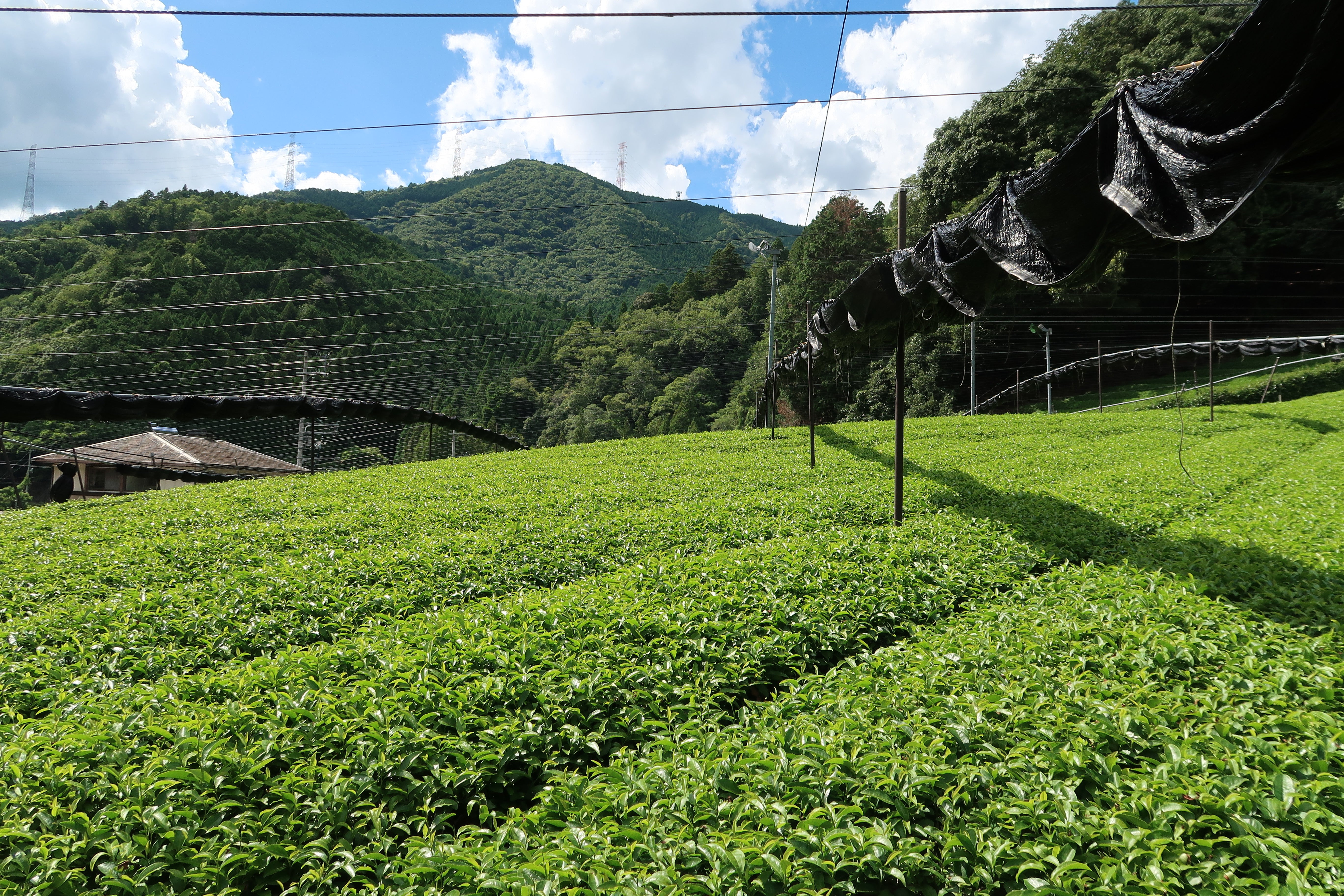 Our Matcha – Hekiten